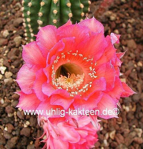 Echinopsis-Hybr. Karo Bube Rheingold 243