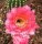 Echinopsis-Hybr. Karo Bube Rheingold 243