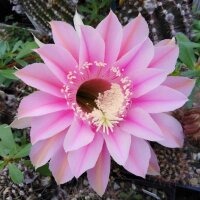 Echinopsis-Hybr. König Gunther Rheingold 256