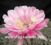Echinopsis-Hybr. König Gunther Rheingold 256
