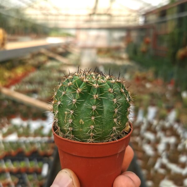 Echinopsis-Hybr. Kreuz König x Unbekannt