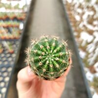 Echinopsis-Hybr. Kreuz König x Unbekannt