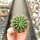 Echinopsis-Hybr. Kreuz König x Unbekannt
