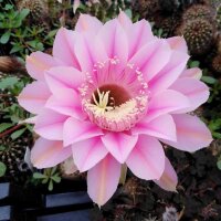Echinopsis-Hybr. Kriemhild Rheingold 257