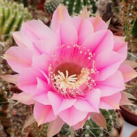Echinopsis-Hybr. Kriemhild Rheingold 257
