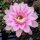 Echinopsis-Hybr. Kriemhild Rheingold 257