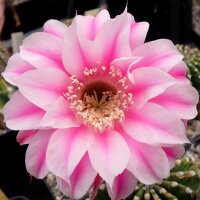 Echinopsis-Hybr. La Paloma A Rheingold 296