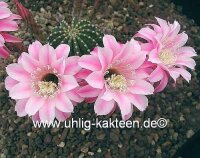Echinopsis-Hybr. La Paloma A Rheingold 296