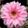 Echinopsis-Hybr. La Paloma A Rheingold 296