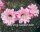 Echinopsis-Hybr. La Paloma A Rheingold 296