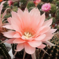 Echinopsis-Hybr. Lachs Paramount Pa 1