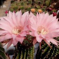 Echinopsis-Hybr. Lachs Paramount Pa 1