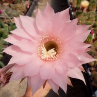 Echinopsis-Hybr. Lachs Paramount Pa 1