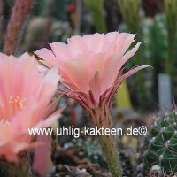 Echinopsis-Hybr. Lachs Paramount Pa 1