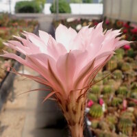 Echinopsis-Hybr. Lachs Paramount Pa 1