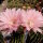 Echinopsis-Hybr. Lachs Paramount Pa 1