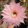 Echinopsis-Hybr. Lachs Paramount Pa 1