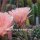 Echinopsis-Hybr. Lachs Paramount Pa 1