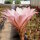 Echinopsis-Hybr. Lachs Paramount Pa 1