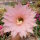 Echinopsis-Hybr. Lachs Paramount Pa 1