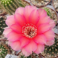 Echinopsis-Hybr. Love Story Rheingold 230