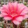 Echinopsis-Hybr. Love Story Rheingold 230