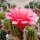 Echinopsis-Hybr. Love Story Rheingold 230