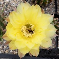 Echinopsis-Hybr. Maas gelb
