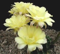 Echinopsis-Hybr. Maas gelb