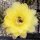 Echinopsis-Hybr. Maas gelb