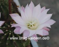 Echinopsis-Hybr. Mandarin Rheingold 202