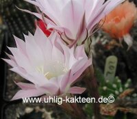 Echinopsis-Hybr. Mandarin Rheingold 202