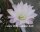 Echinopsis-Hybr. Mandarin Rheingold 202