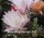 Echinopsis-Hybr. Mandarin Rheingold 202