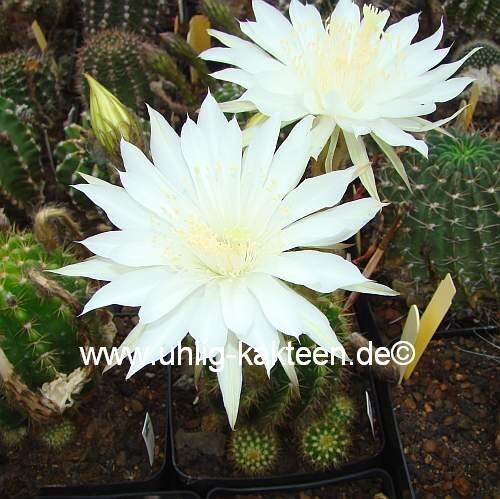 Echinopsis-Hybr. Mantana