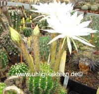 Echinopsis-Hybr. Mantana