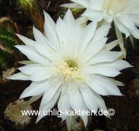 Echinopsis-Hybr. Mantana