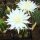 Echinopsis-Hybr. Mantana