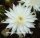 Echinopsis-Hybr. Mantana