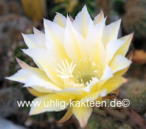 Echinopsis-Hybr. Martinella