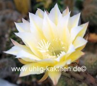 Echinopsis-Hybr. Martinella