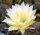 Echinopsis-Hybr. Martinella