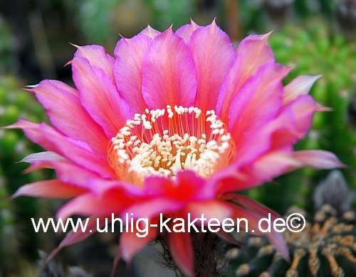 Echinopsis-Hybr. Mary Patrizia A