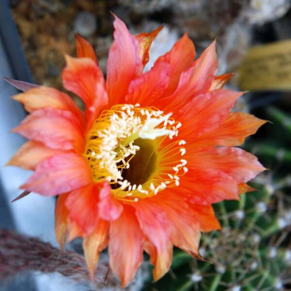 Echinopsis-Hybr. Mary Patrizia (B)