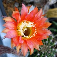 Echinopsis-Hybr. Mary Patrizia (B)