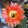 Echinopsis-Hybr. Mary Patrizia (B)