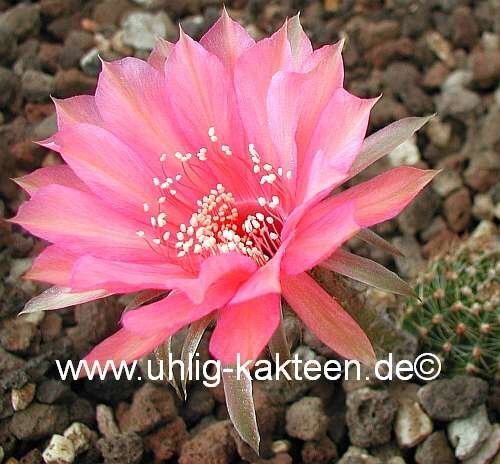 Echinopsis-Hybr. Materna Rheingold 270