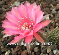 Echinopsis-Hybr. Materna Rheingold 270