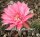 Echinopsis-Hybr. Materna Rheingold 270