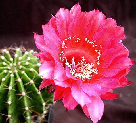 Echinopsis-Hybr. Mazurka Rheingold 265